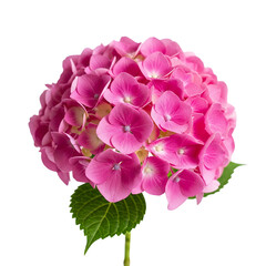 Obraz premium Pink Hydrangea Flower Bloom Close Up Isolated on Black Background for Floral Design
