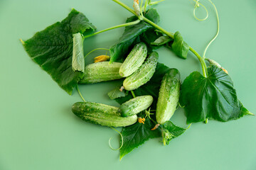 Vegetable composition cucumbers branches and flowers for culinary advertising