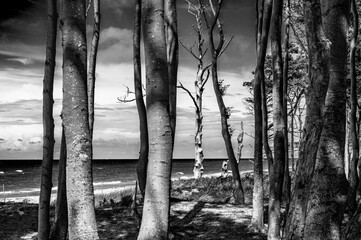 Der Dar&szlig;wald auf dem Dar&szlig; in Schwarzwei&szlig;