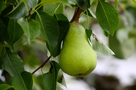 Pear on Tree 07