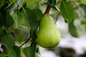 Pear on Tree 08