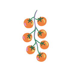 Hand drawn illustration of ripe yellow cherry tomatoes hanging on a green vine isolated on white background. Vector design for poster, sticker, greeting card, menu, invitation.