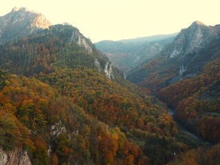 Endless autumn forest with golden orange yellow trees at dusk. Nature of autumn Montenegro.