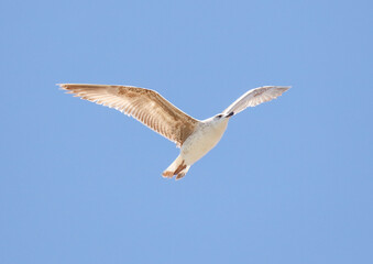 A bird is flying in the sky with its wings spread wide