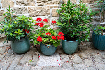 Red geraniums and green plants in turquoise ceramic pots against rustic stone wall in Grožnjan, Istria, Croatia