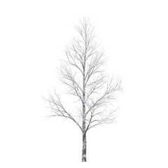 Obraz premium Bare Tree Branches Silhouette Winter Landscape Nature Stock Photo Isolated on Black Background