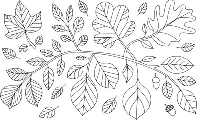Detailed black and white illustration of a sprawling vine with numerous intricately patterned leaves