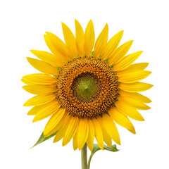 Obraz premium Bright Yellow Sunflower Close Up Isolated on Black Background for Summer Design and Marketing