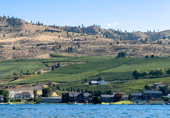 A view from the lake of the rolling vineyards and waterfront houses along the west shore of Lake Chelan. 