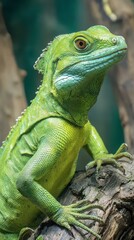Obraz premium Lizard perched on a branch in a tropical setting
