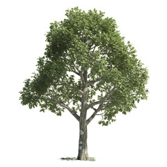 Obraz premium Isolated Green Tree on Black Background Lush Foliage Nature Stock Photo for Design Projects