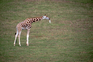 A lone giraffe in the savannah with a feather in its mouth