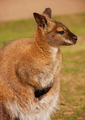 A Red-necked Wallaby at a nature reserve