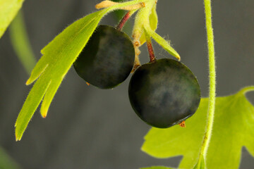 Golden Currant Berry Pair 03