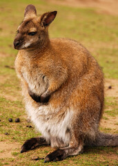 A Red-necked Wallaby at a nature reserve