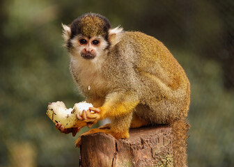A Squirrel Monkey eating some fruit