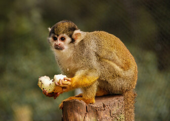 A Squirrel Monkey eating some fruit