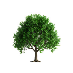 Lush Green Tree Isolated on Black Background Perfect for Nature and Landscape Designs