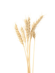 Fototapeta premium Dried spikes of wheat isolated on white