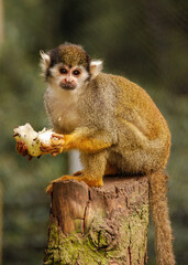 Fototapeta premium A Squirrel Monkey eating some fruit