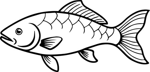 common carp outline vector illustration line art