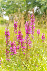 Purple Loosestrife Wildflowers in Meadow – Lythrum salicaria Blooming
