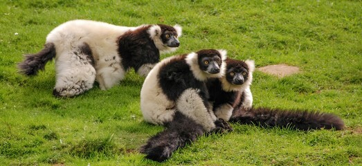 Group of black-and-white lemurs