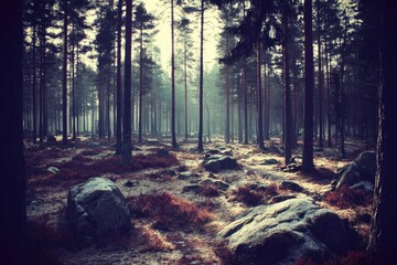 Obraz premium Misty forest path, sunbeams pierce the trees