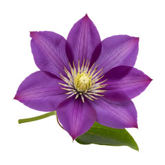 Purple Clematis Flower Close Up Isolated on White Background for Floral Design and Botanical Use