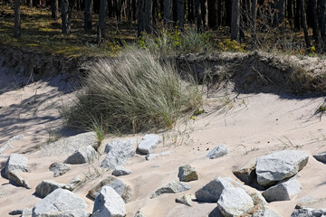 Large stones and wild grass line the border between the beach and the forest in Mielno, Poland