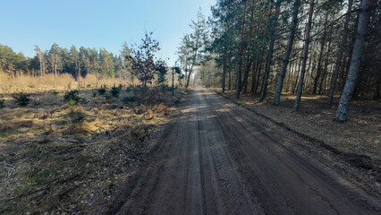 Dirt Road Through Forest on Clear Day