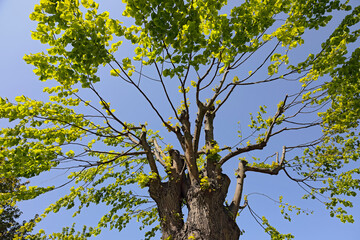 The branches of a deciduous tree stand out against the blue sky in Mielno, Poland