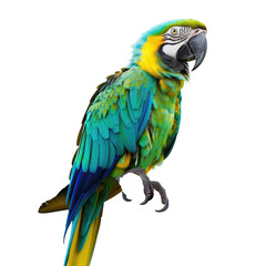 Fototapeta premium Vivid macaw perched, vibrant blue & green feathers, black background
