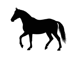 horse silhouette isolated on white