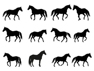 set of horses silhouettes on white background 
