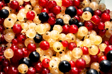 A close-up view of assorted berries including red, black, and white currants. 