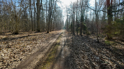 Sunlit Forest Path in Early Spring
