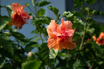 Orange Hibiscus Flowers Blooming in a Garden