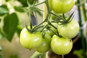 Green tomatoes growing on a vine in a garden. 