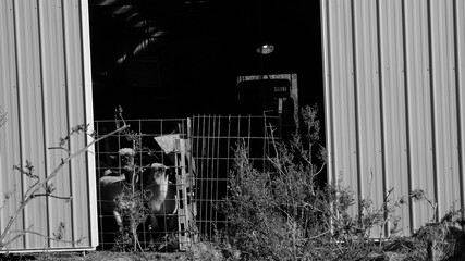 Sheep looking through fence from farm barn in black and white. © ccestep8