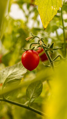 red tomatoes in the garden