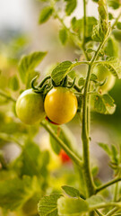 green tomatoes on the branch