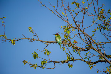 A brilliantly colored bee-eater bird perches peacefully on a leafy branch beneath a clear blue sky.