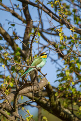 A brilliantly colored bee-eater bird perches peacefully on a leafy branch beneath a clear blue sky.