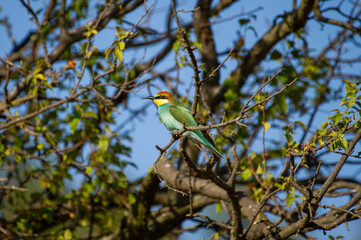 A brilliantly colored bee-eater bird perches peacefully on a leafy branch beneath a clear blue sky.