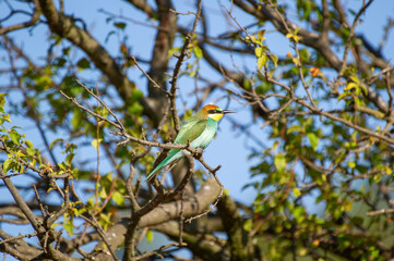 A brilliantly colored bee-eater bird perches peacefully on a leafy branch beneath a clear blue sky.