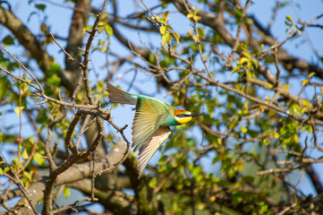 A vibrant bee-eater  bird soars gracefully through sunlit branches against a clear blue sky.