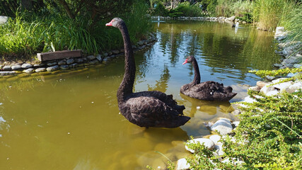 Majestic beautiful tranquil photo image flock of two black swans in the park swimming in pond in...