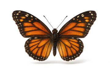 Fototapeta premium Vibrant monarch butterfly with spread wings, isolated on transparent background