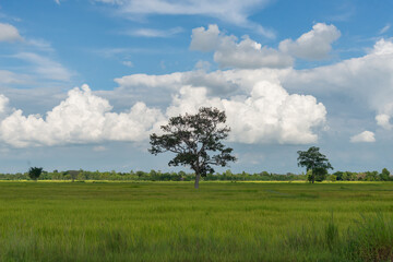 Amazing blue sky is above the green of the ricefields. The wooden bridge walks for the way to the destination. Relaxing core concepts. selection focus.